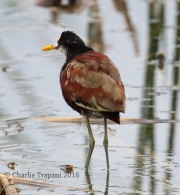 0J6A3697Northern_Jacana