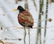 0J6A3699Northern_Jacana