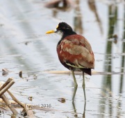 0J6A3702Northern_Jacana