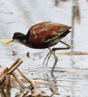 0J6A3707Northern_Jacana