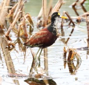 0J6A3727Northern_Jacana