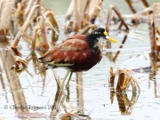 0J6A3729Northern_Jacana