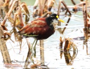 0J6A3731Northern_Jacana