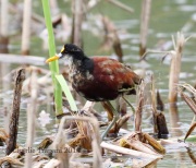 0J6A3758Northern_Jacana