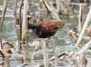 0J6A3761Northern_Jacana