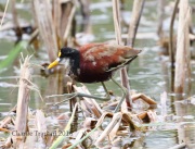0J6A3764Northern_Jacana