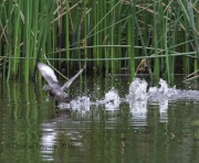 0J6A3798Least_Grebe