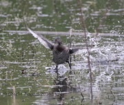 0J6A3818Least_Grebe