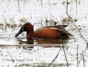 0J6A3835Cinnamon_Teal