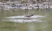 0J6A3855Solitary_Sandpiper
