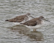 0J6A3898Lesser_Yellowlegs