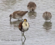 0J6A3950Northern_Jacana