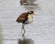 0J6A3961Northern_Jacana