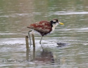0J6A4053Northern_Jacana