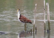 0J6A4062Northern_Jacana