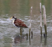 0J6A4066Northern_Jacana
