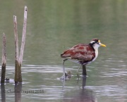 0J6A4077Northern_Jacana