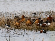 0J6A4095Fulvous_Whistling_Ducks