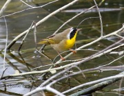 0J6A4119Common_Yellowthroat