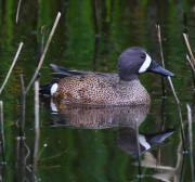 0J6A4124Blue-winged_Teal