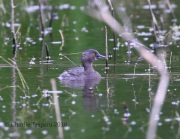 0J6A4181Least_Grebe