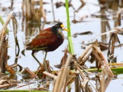 0J6A4187Northern_Jacana