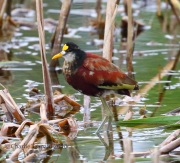 0J6A4202Northern_Jacana