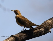 6S3A0069Clay-colored_Thrush