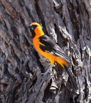 6S3A0082Altamira_Oriole