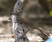 6S3A0090Long-billed_Thrasher