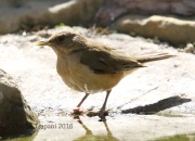 6S3A0105Clay-colored_Thrush