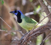 6S3A0119Green_Jay