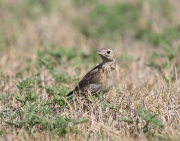 6S3A0149Sprague's_Pipit