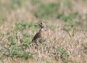 6S3A0152Sprague's_Pipit
