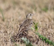 6S3A0185Sprague's_Pipit