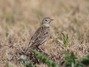 6S3A0187Sprague's_Pipit