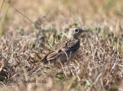 6S3A0215Sprague's_Pipit