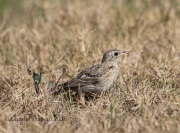6S3A0237Sprague's_Pipit