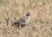 6S3A0239Sprague's_Pipit