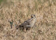 6S3A0240Sprague's_Pipit