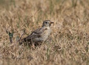 6S3A0243Sprague's_Pipit