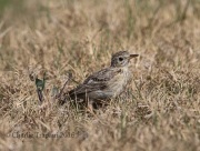 6S3A0244Sprague's_Pipit