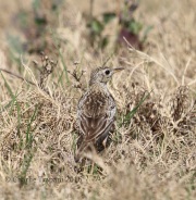 6S3A0249Sprague's_Pipit