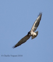 6S3A0250White-tailed_Kite