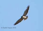 6S3A0251White-tailed_Hawk