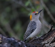 6S3A0354Golden-fronted_Woodpecker