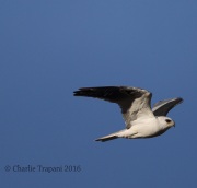 6S3A0384White-tailed_Kite