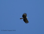 6S3A0511Hooked-billed_Kite
