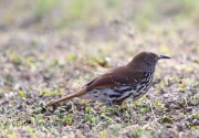 6S3A0557Long-billed_Thrasher