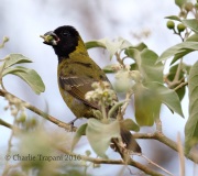 6S3A0560Crimson-collared_Grosbeak
